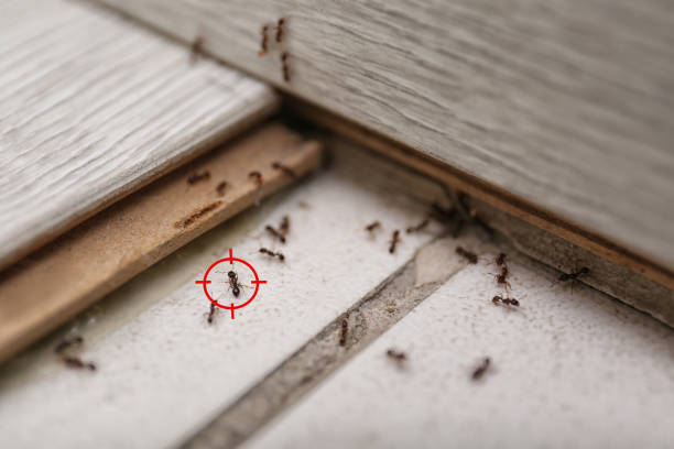 Best Best Pest Control Companies  in Watkins Glen, NY